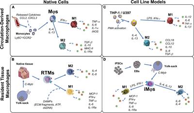 Macrophage-extracellular matrix interactions: Perspectives for tissue engineered heart valve remodeling